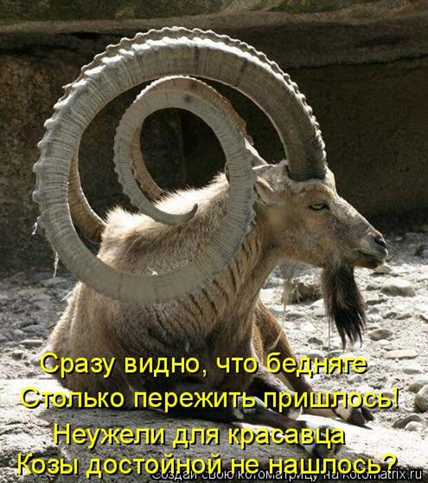 Сразу видно, что бедняге Столько пережить пришлось! Неужели для красавца Козы достойной не нашлось?