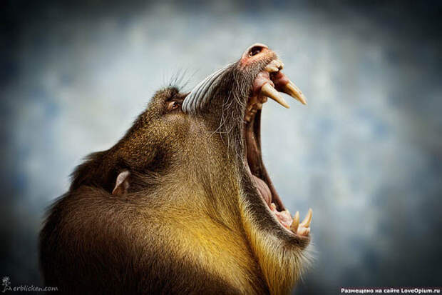 Портреты животных