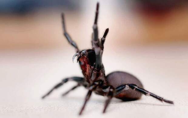 Cиднейский лейкопаутинный паук австралия, животные, ядовитые животные, ядовитые змеи, ядовитые пауки, ядовитые рыбы