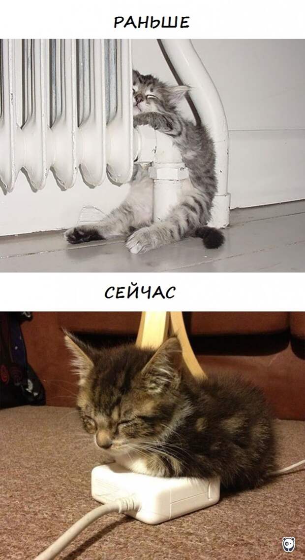 коты