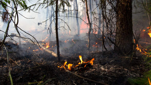 CEE: подсечно-огневое земледелие повышает разнообразие видов в джунглях