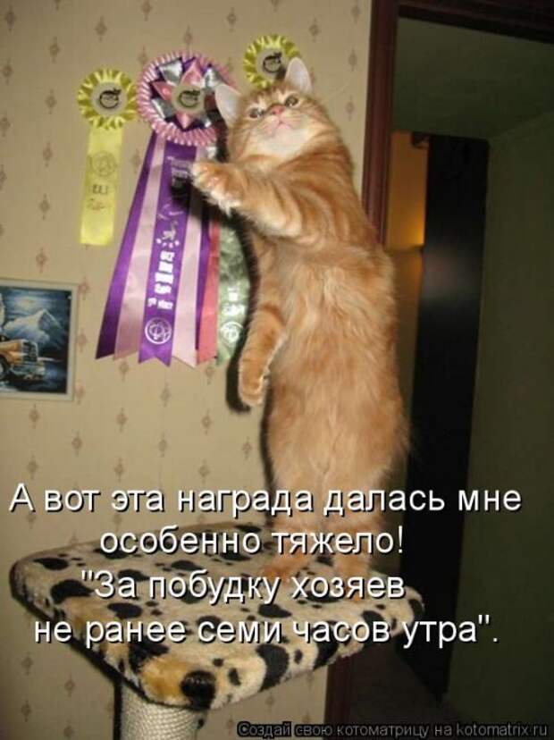 Котоматрица свежак (36 шт)