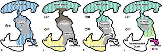 Предполагаемая история заселения Арктики лимацинами