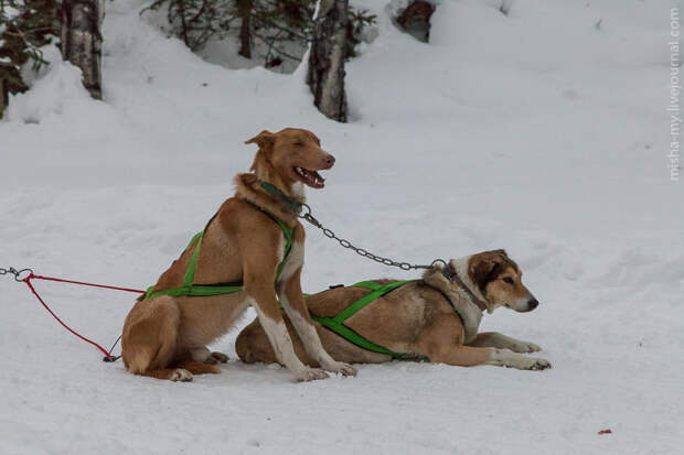 Ездовые собаки на горнолыжном курорте Aspen Snowmass