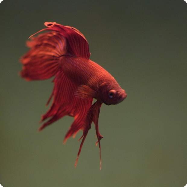 Плакатные бойцовые рыбки (лат. Betta splendens)