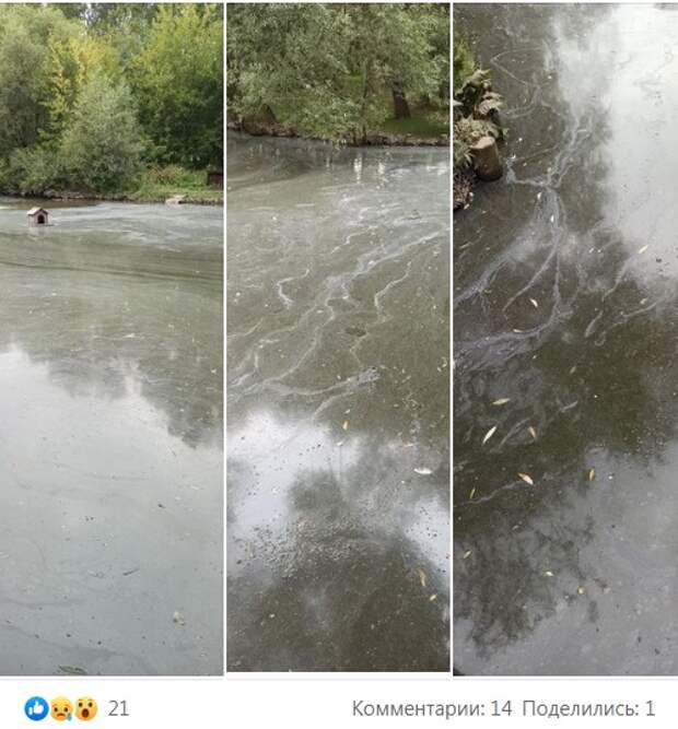 Пыльца в воде стала причиной загадочных разводов в сквере по Олонецкому проезду
