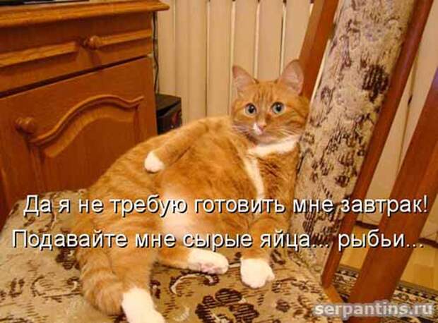 Кулинарные котоматрицы
