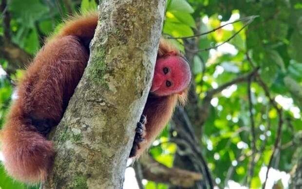 Какажао: Его морда будет сниться вам в кошмарах