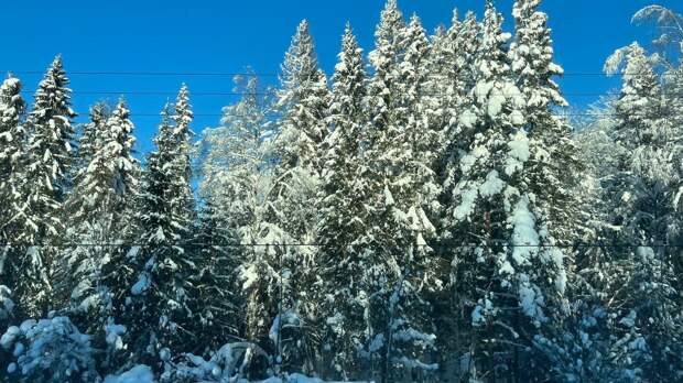 В петербургском ЗакСе приняли закон о "зеленом поясе"