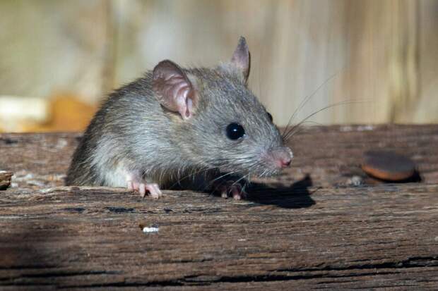 Крыса укусила двухлетнего мальчика на территории детского сада в Красноярске