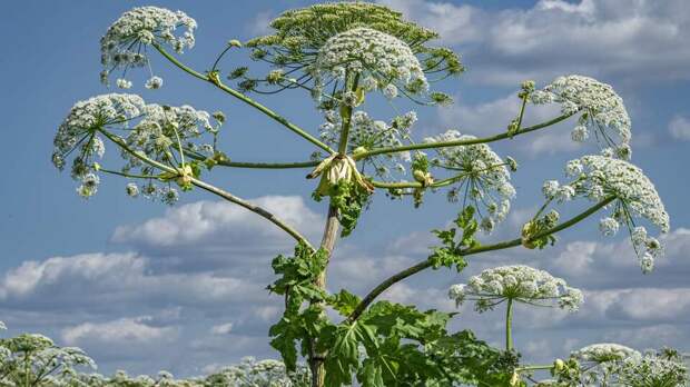 Земельные участки больше не будут изымать из-за борщевика