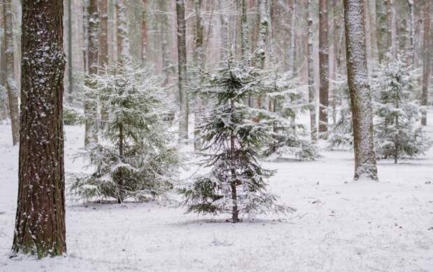 В Петербурге и области усиливаются морозы, разница температур в городе достигла 8 градусов