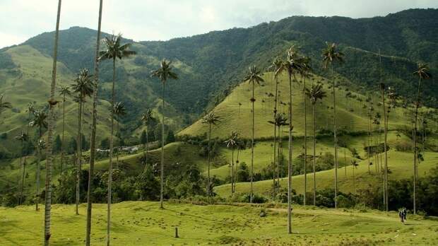Киндиойские восковые пальмы — деревья, которые дотягиваются до небес