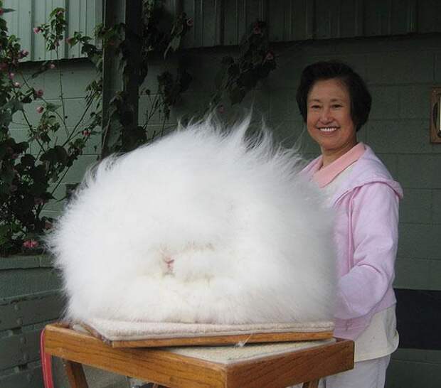 rabbit