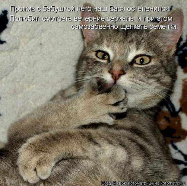 Котоматрицы(картинки с надписями)