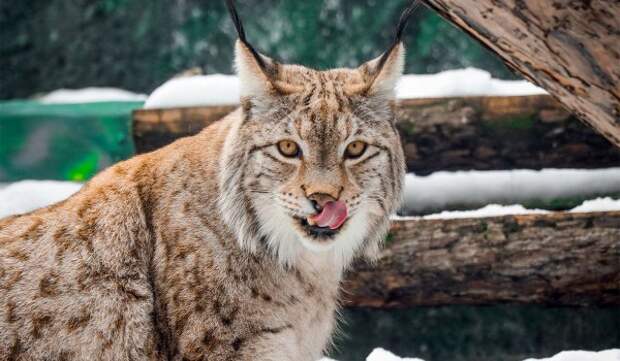 «Кошачью неделю» Московского зоопарка можно посетить с помощью «Мосбилета»