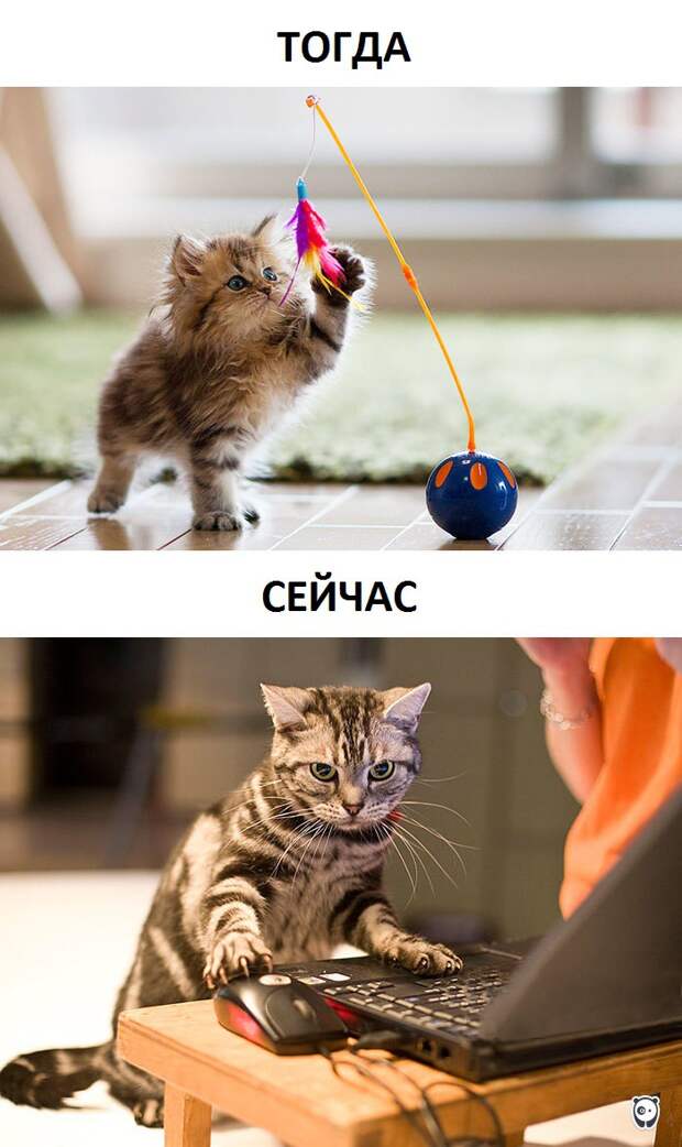 Как изменилась жизнь котов с появлением современных технологий животные, прикол