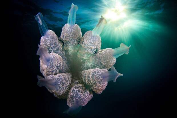 Медузы кажутся сверхъестественными созданиями, инопланетными существами во многом благодаря своим странным формам и расцветкам. Природа создала их согласно своим, каким-то невероятным чертежам: их тело напоминает зонтик, или колокол, иногда шар. животный мир, медузы
