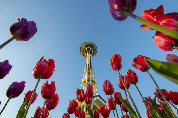 Spring Time at The Space Needle by Torrin  Maynard on 500px.com