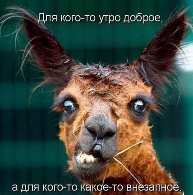 3180456_apka (550x554, 87Kb)