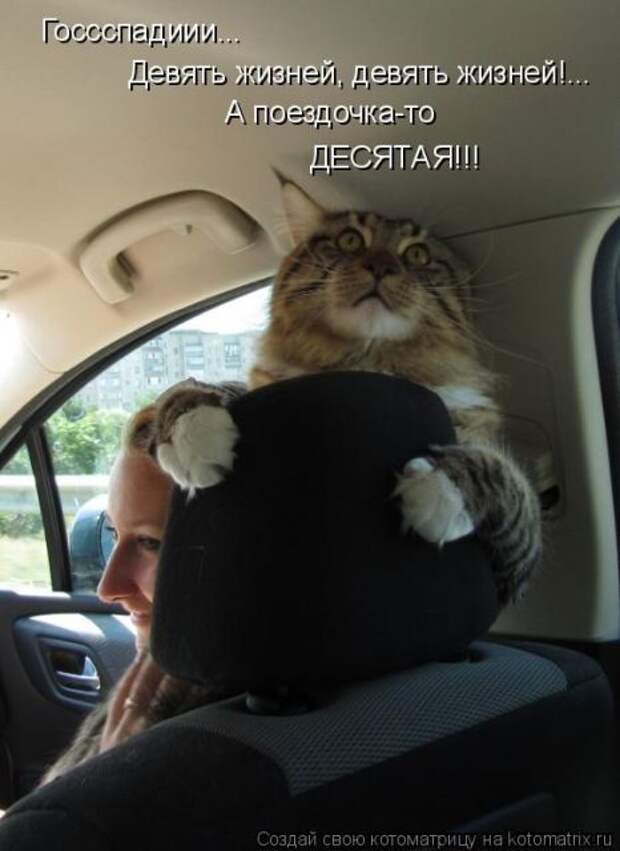 Лучшие котоматрицы недели (50 фото)