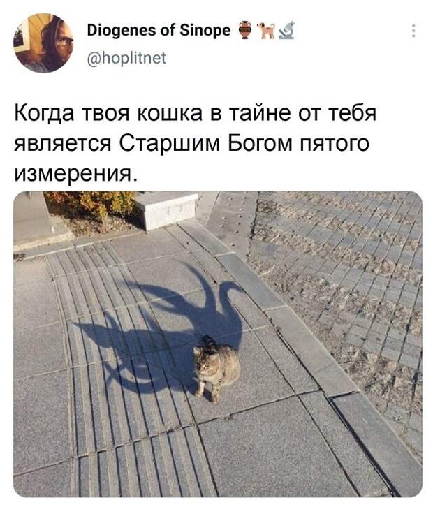 твит про кошку