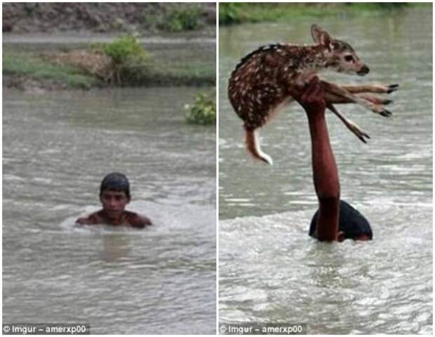 Бангладеш, округ Ноакхали. Мальчик прыгнул в реку, чтобы спасти тонущего олененка. К счастью, никто не пострадал. герои, животные, несчастный случай, опасность, спасатели, спасение, уважение, фото