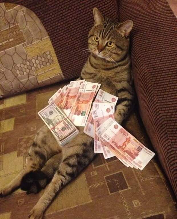 Хорошее настроение в прикольных фото и картинках (49 шт)