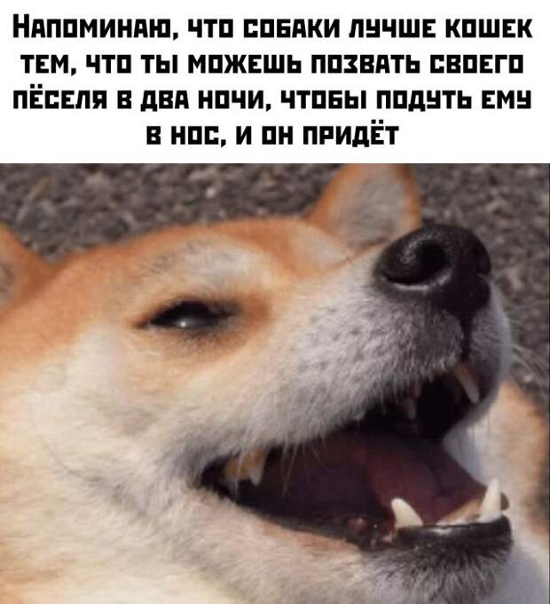 kartinok-prikolnyh-podborka-kartinki-smeshnye-kartinki-fotoprikoly