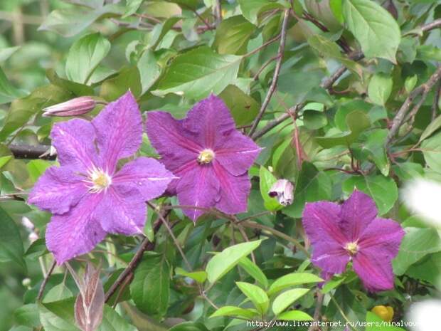 IMG_0845 (640x480, 224Kb)