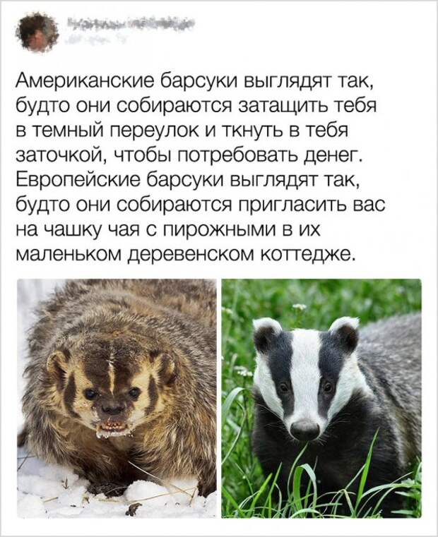 Пользователи сети, которые своими комментариями испытывают карму на прочность