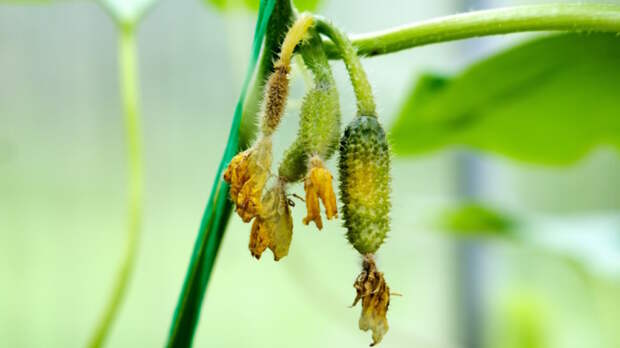 Почему у огурцов не растут, сохнут и опадают завязи: эксперты рассказали о причинах и дали советы