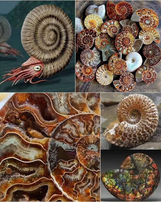 Совершенное творение Природы, удивительный камень — Аммонит.