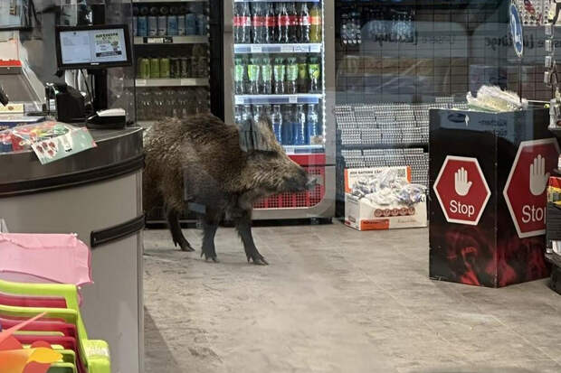 Дикий кабан вломился в магазин