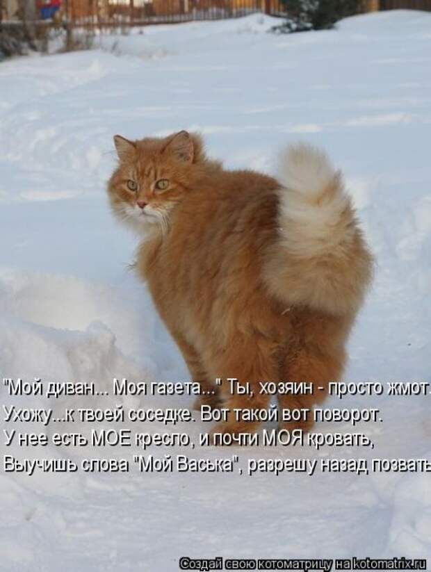 Лучшие котоматрицы недели (50 фото)