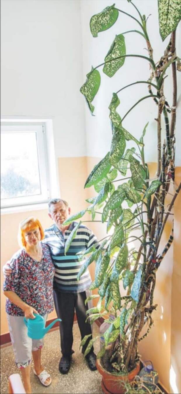 Пенсионеры из Ярославского вырастили огромную диффенбахию