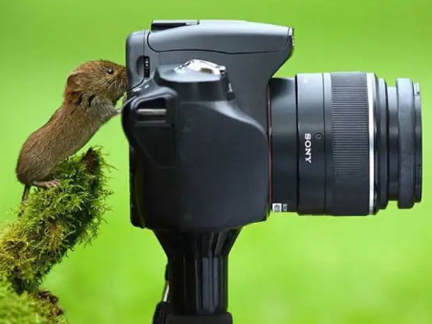 Помощники, однако