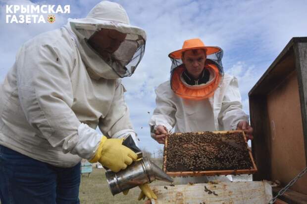 Крымский пчеловод рассказал, сколько денег нужно для содержания ульев