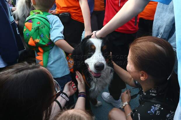 Сенатор Святенко поприветствовала гостей показательных выступлений поисковых собак в районе Марьино