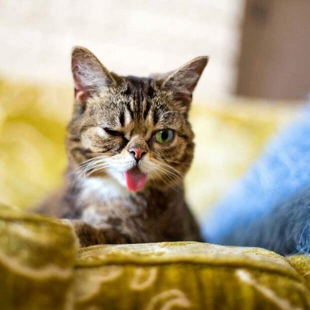 кошка Lil Bub фото (604x604, 116Kb)