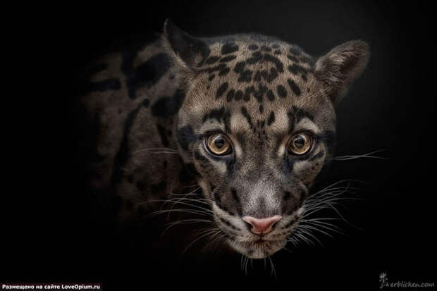 Портреты животных