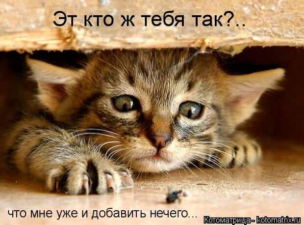 Котоматрица: Эт кто ж тебя так?.. что мне уже и добавить нечего...