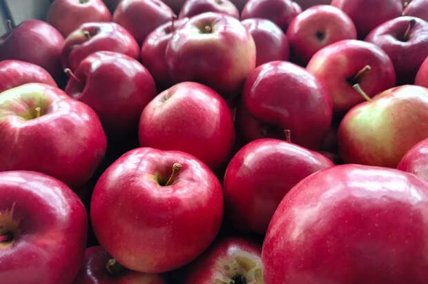 Диетолог Кованова сказала, кому вредно есть яблоки с кожурой