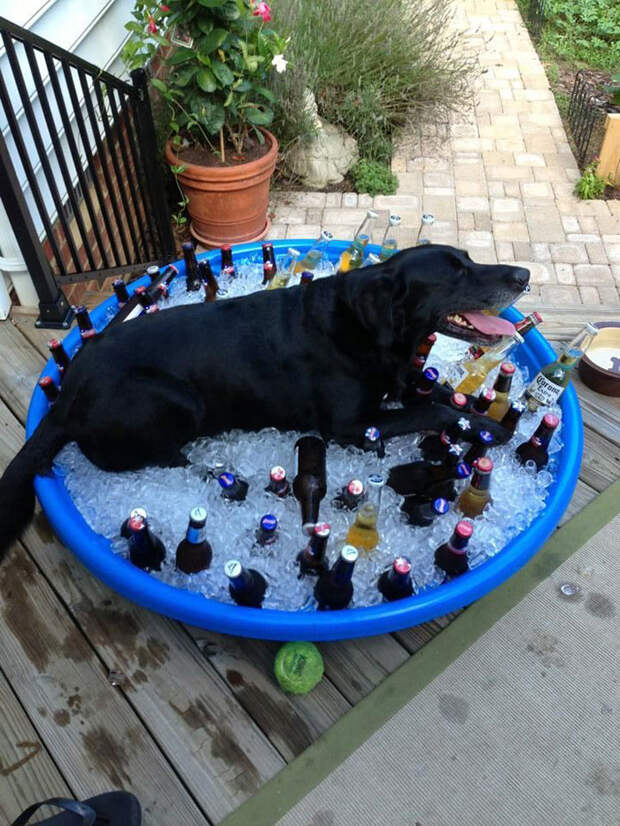 Pets-That-Have-Better-Birthday-Parties-Than-You-57069e8252aac__700