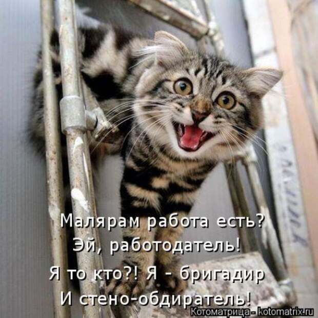 Новая котоматрица (36 фото)