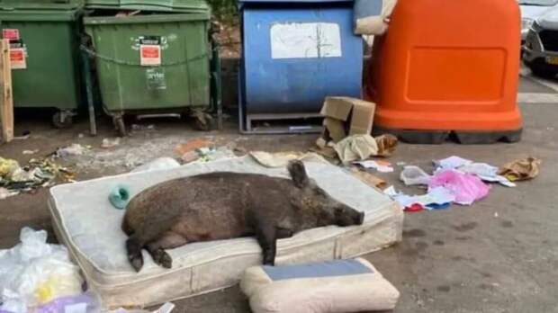 Кто потерял питомца?)