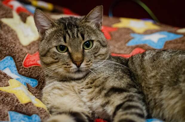 Поспешите!!! Великолепный, брутальный Герман ищет своих преданных поклонников!