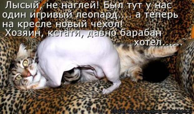 Главная котоматрица свежак