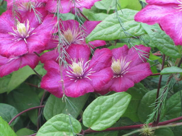 IMG_2684 (640x480, 129Kb)