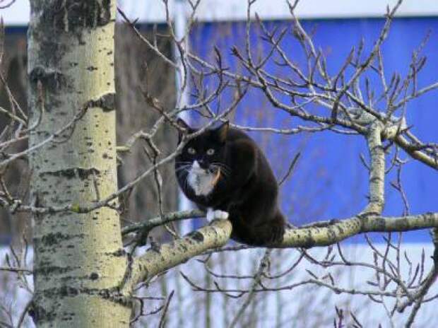 Что значит один? Синицу дожидаюсь! животные, коты